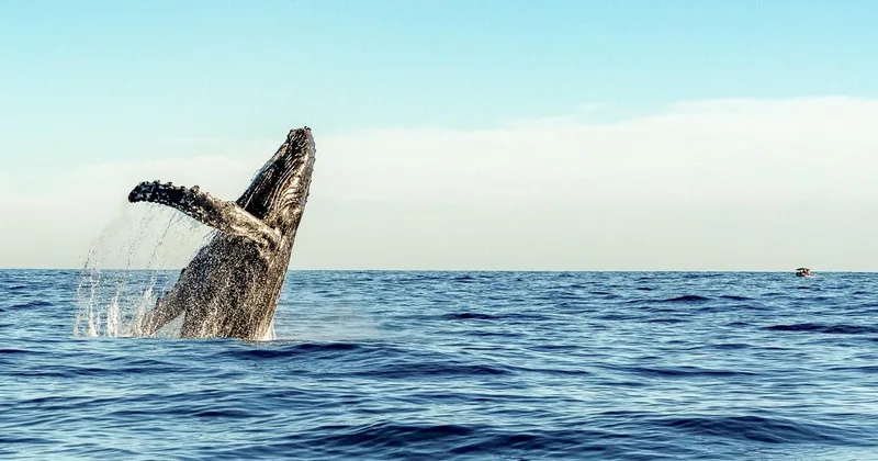 Oahu: Waikiki Eco-Friendly Afternoon Whale Watching Trip