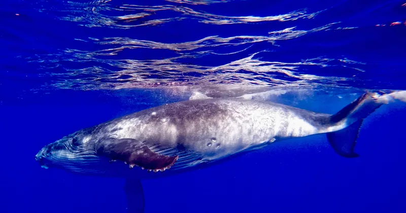 Whales Guaranteed