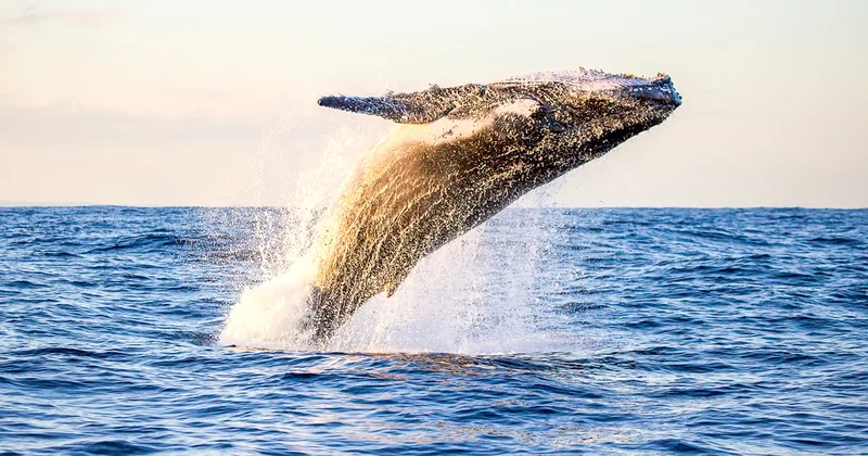 Morning Whale Watching Cruise