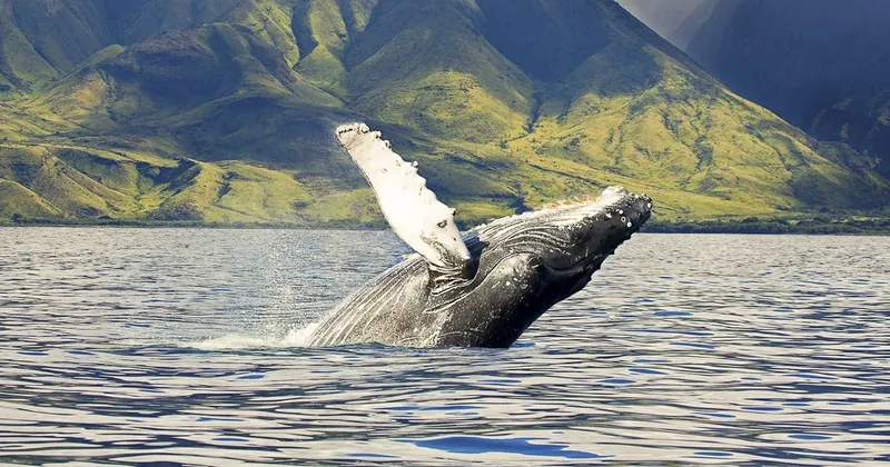 West Oahu Whale Watching Cruise