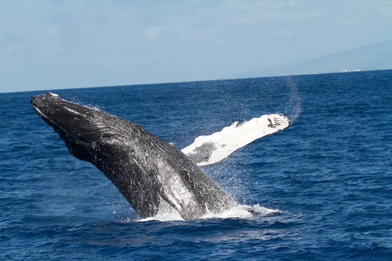 A humpback breaching, half the body clear of the water and spray flying