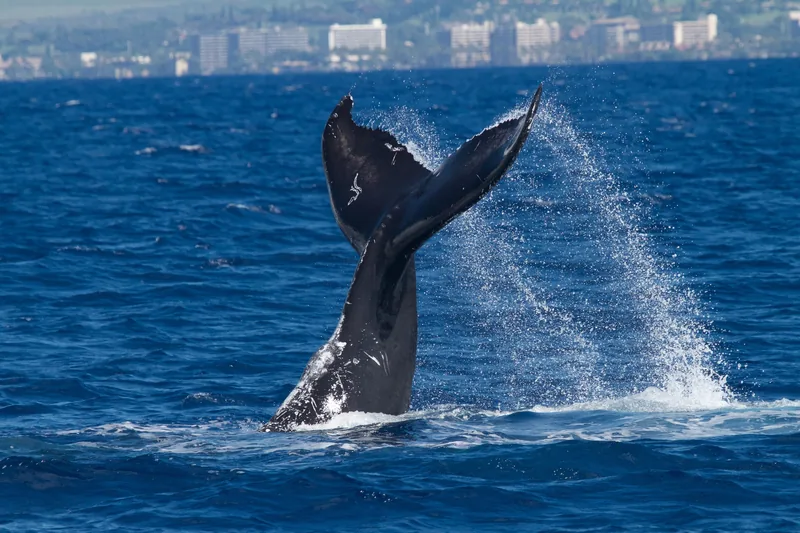 A humpback’s tail fluke raised clear of the water, Waikīkī behind it