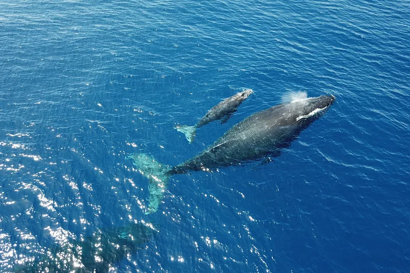 A mother humpback and her calf travelling together at the surface